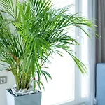 Annasa Fine Living نافبليو