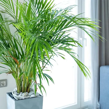 Annasa Fine Living Anabolu